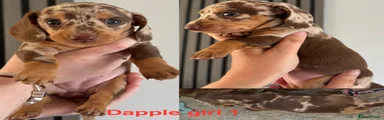 Chocolate dapple girl 1