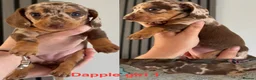 Miniature Dachshund dogs for sale: Miniature dachshund puppies 2 long hair 3 smooth  - Advert 8