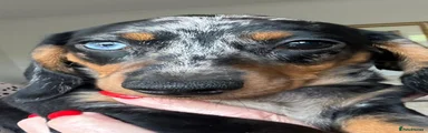 Miniature Dachshund Puppy 1