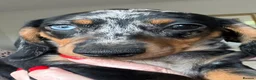Miniature Dachshund dogs for sale: Minature Dachshund Pups - Advert 22