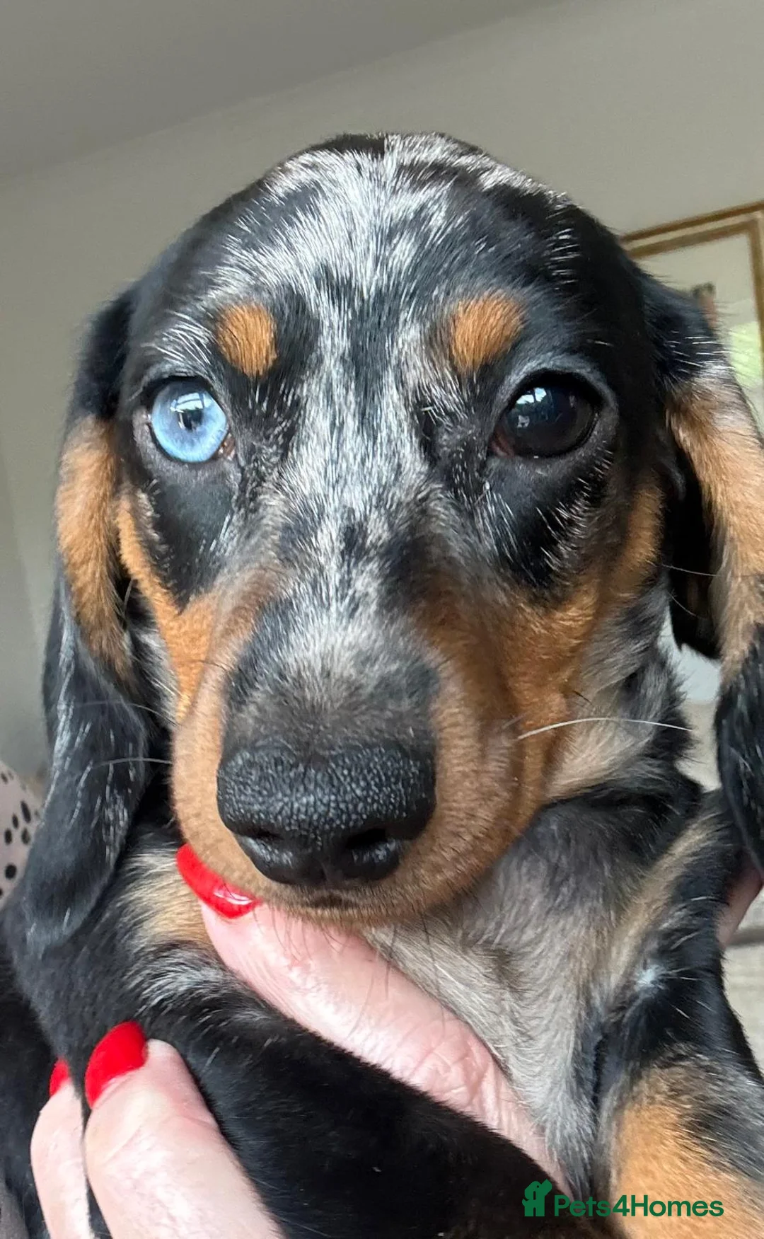 Miniature Dachshund dogs for sale: Silver Dapple Male  - Advert 16
