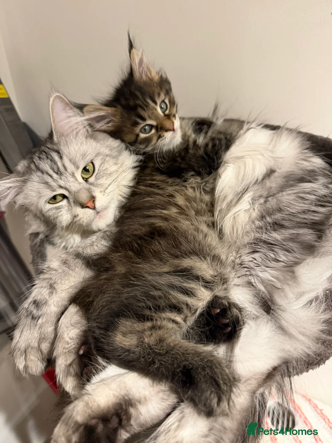Maine Coon cats for sale: Mainecoon brown tabby  - Advert 5