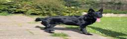 German Shepherd dogs for adoption: Black German shepherd  - Advert 4
