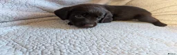 Springador dogs for sale: Litter of Springadors - Advert 3