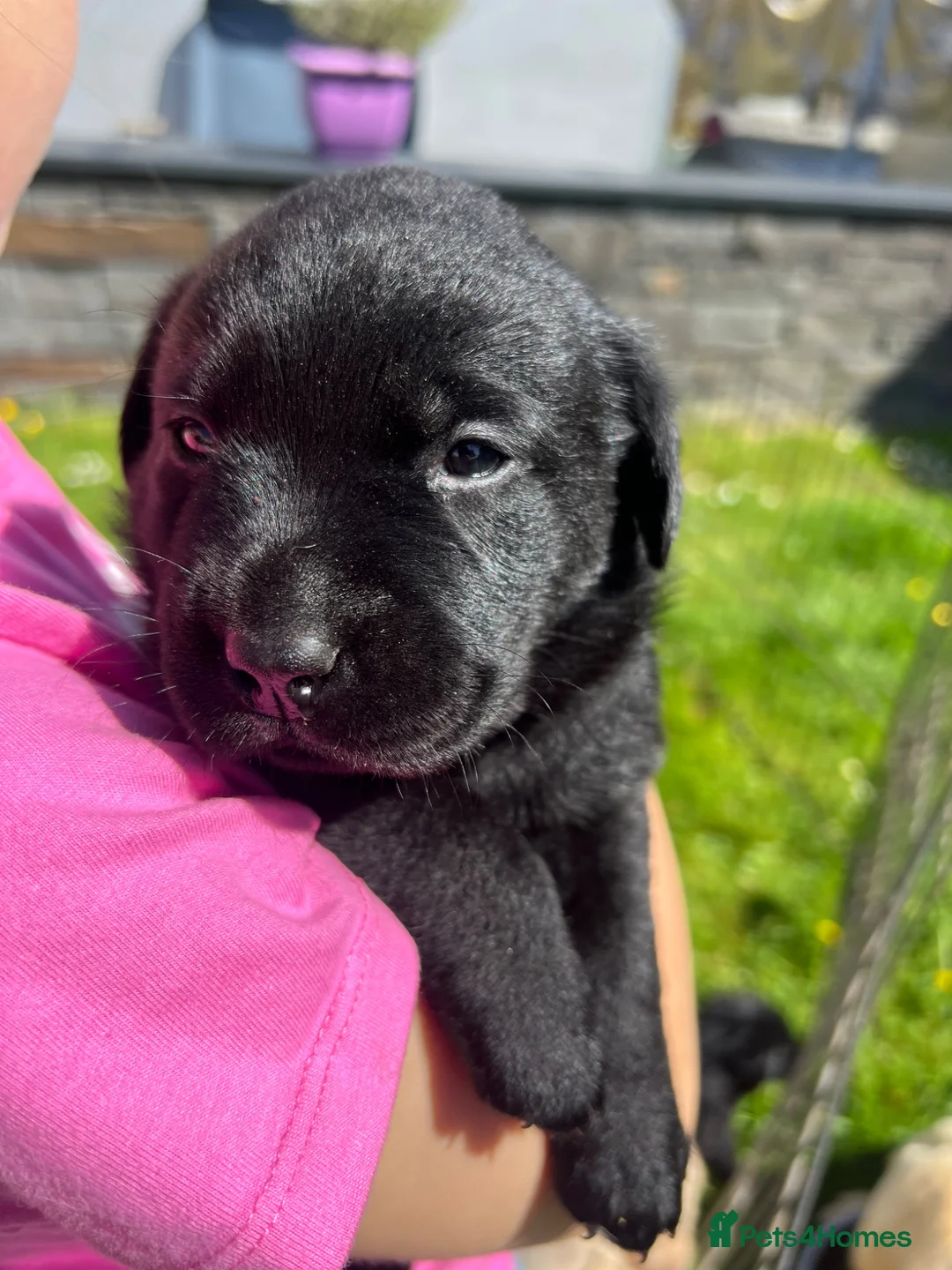 Labrador Retriever dogs for sale: Gorgeous Labrador Puppies For Sale - Advert 2