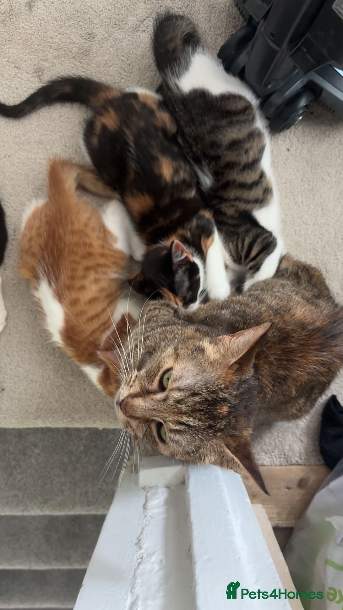 Mixed Breed cats 8 kittens for sale  - Advert 2