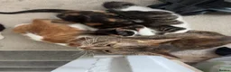 Mixed Breed cats for sale: 8 kittens for sale  - Advert 2