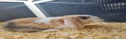 Mini Lop rabbits for sale: Stunning, well-handled Mini Lops in Stanley - Advert 3