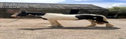 Irish Cob horses for sale: Gracie in Sheffield - Advert 3