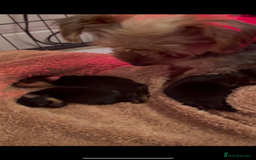 Yorkshire Terrier dogs for sale: MINI KC YORKIE TERRIER PUPS,VACCS, chip ect  - Image 5
