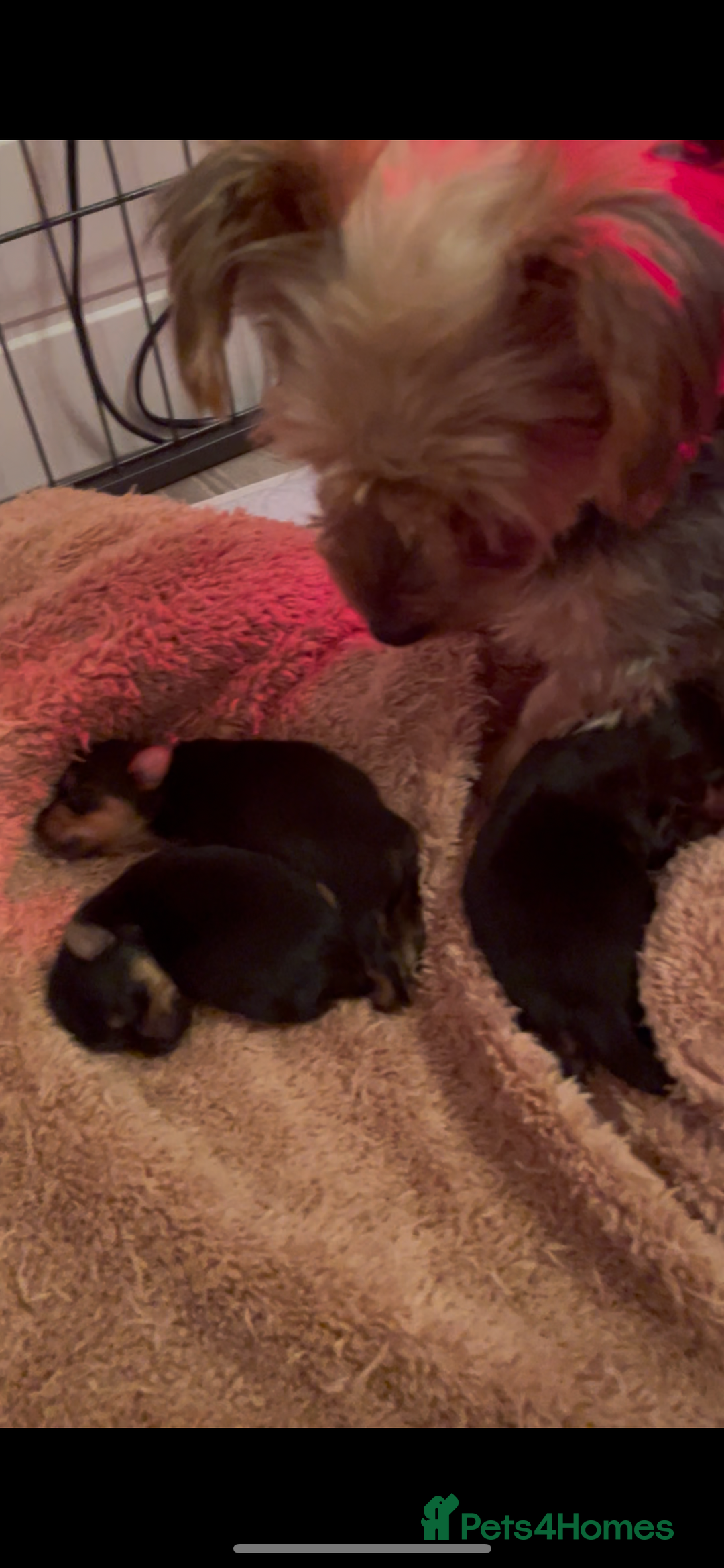 Yorkshire Terrier dogs for sale: MINI KC YORKIE TERRIER PUPS,VACCS, chip ect  - Image 5
