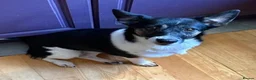 Jack Russell dogs for adoption: Murphy & Mabel want a loving forever home together - Advert 3