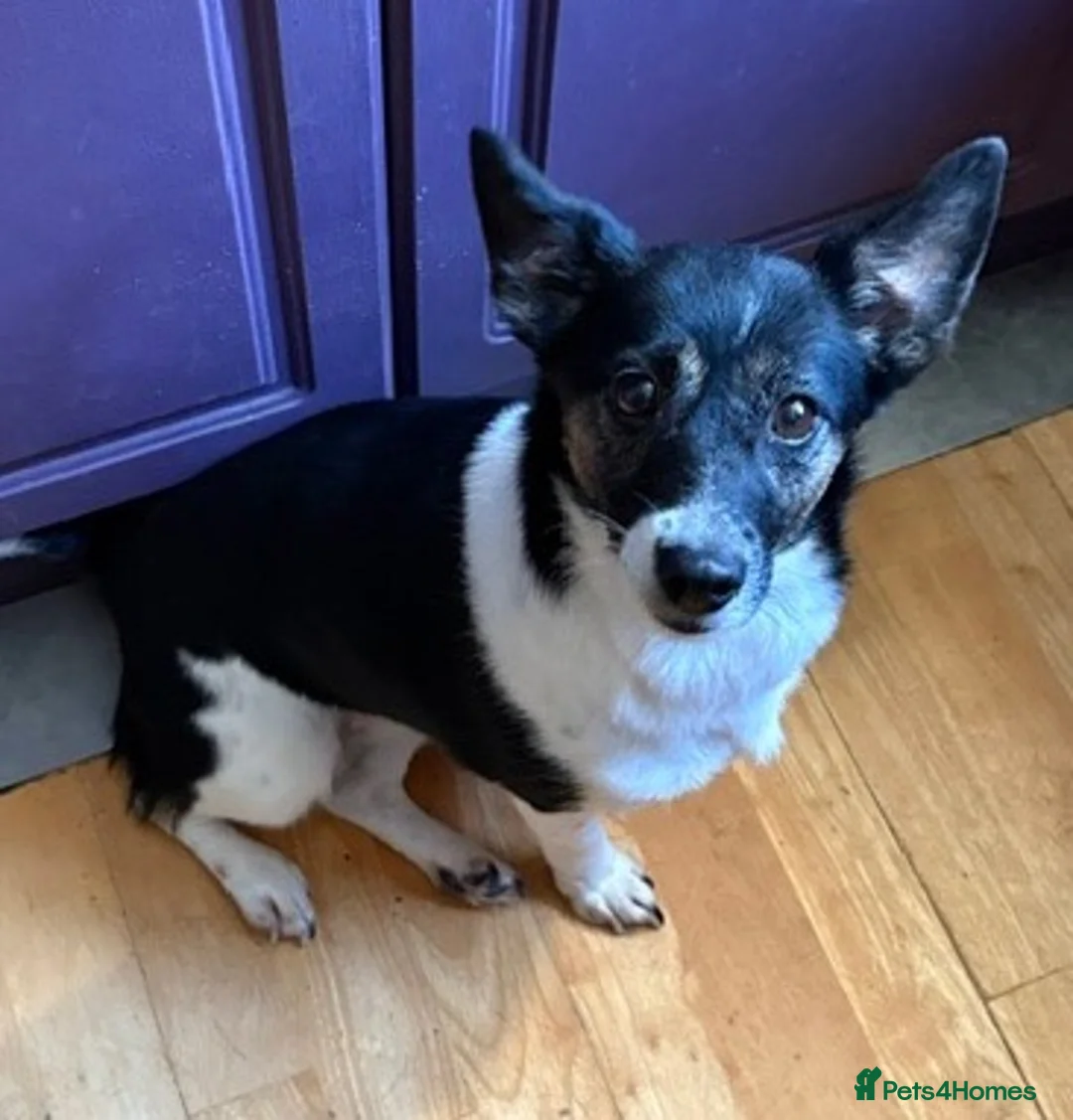 Jack Russell dogs for adoption: Murphy & Mabel want a loving forever home together - Advert 3