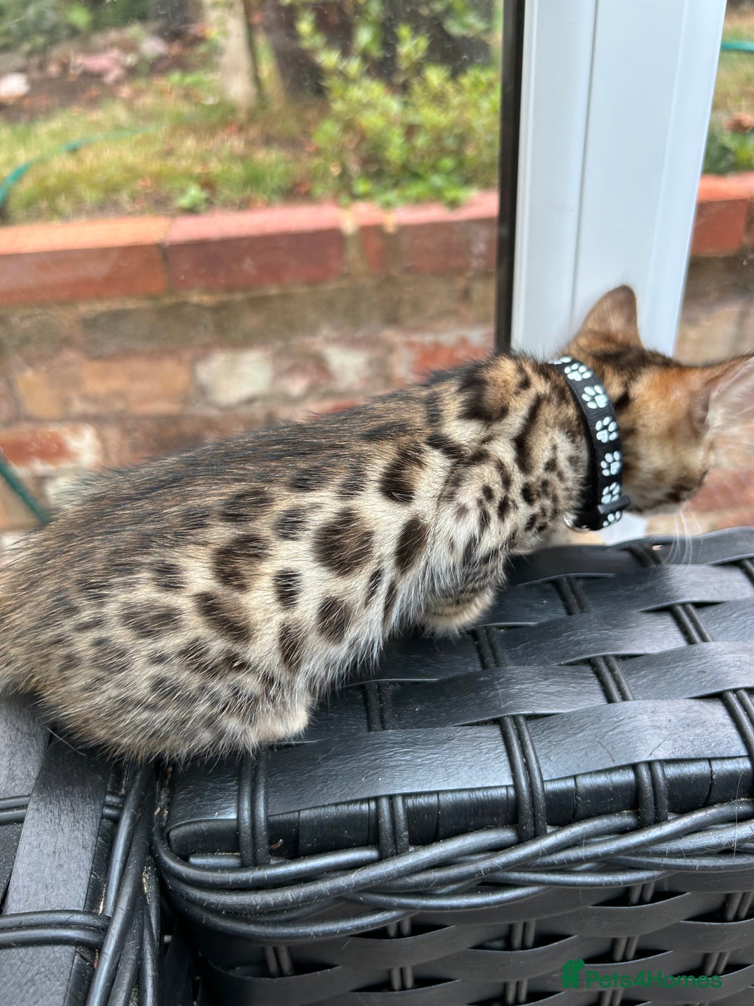Bengal cats for sale: GORGEOUS PURE BENGAL KITTENS READY TO GO ❤️ - Image 9