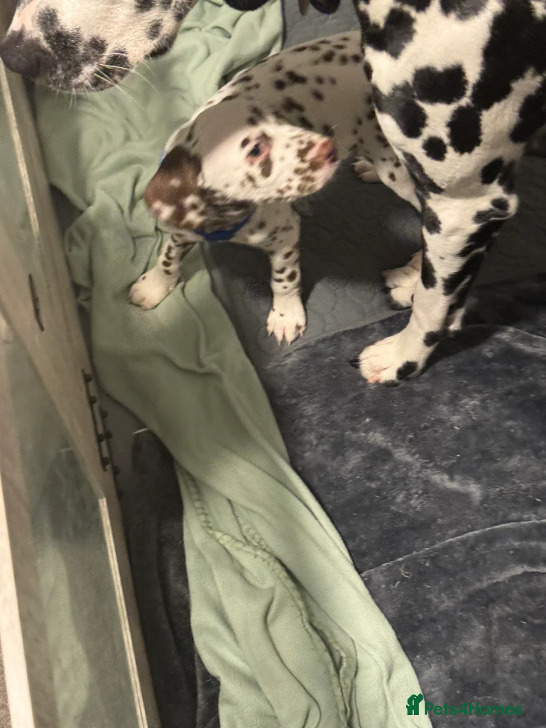 Dalmatian dogs for sale: 1 Boy Left!!! (KC Registered dalmatian pups)!!) - Advert 33
