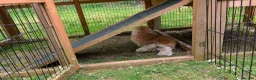 Mini Lop rabbits for sale: Friendly Purebred Mini Lop Buck – 1½ Years in Ferndown - Advert 9