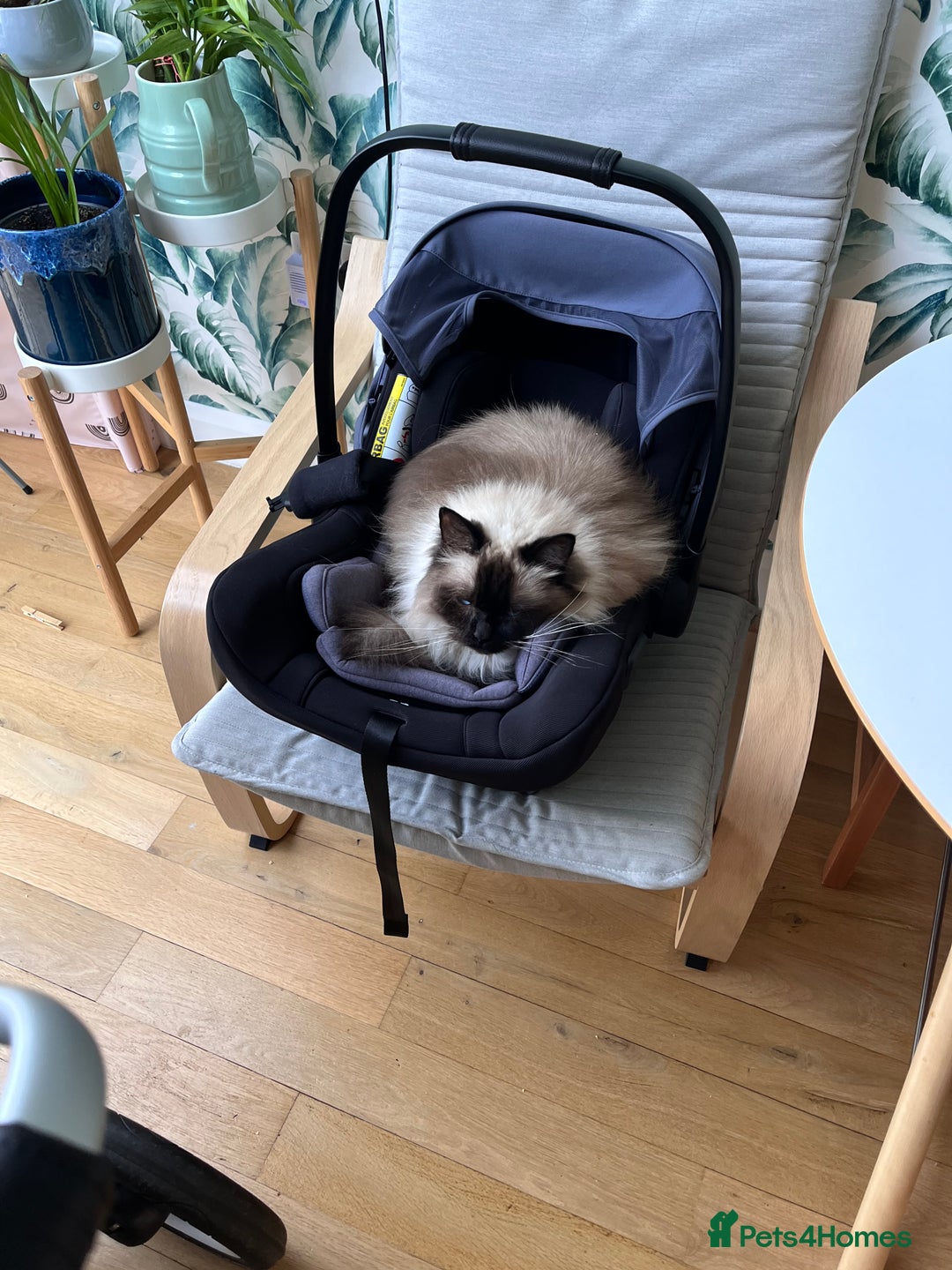 Ragdoll cats for sale: Two adorable ragdolls ready for new home  - Image 27