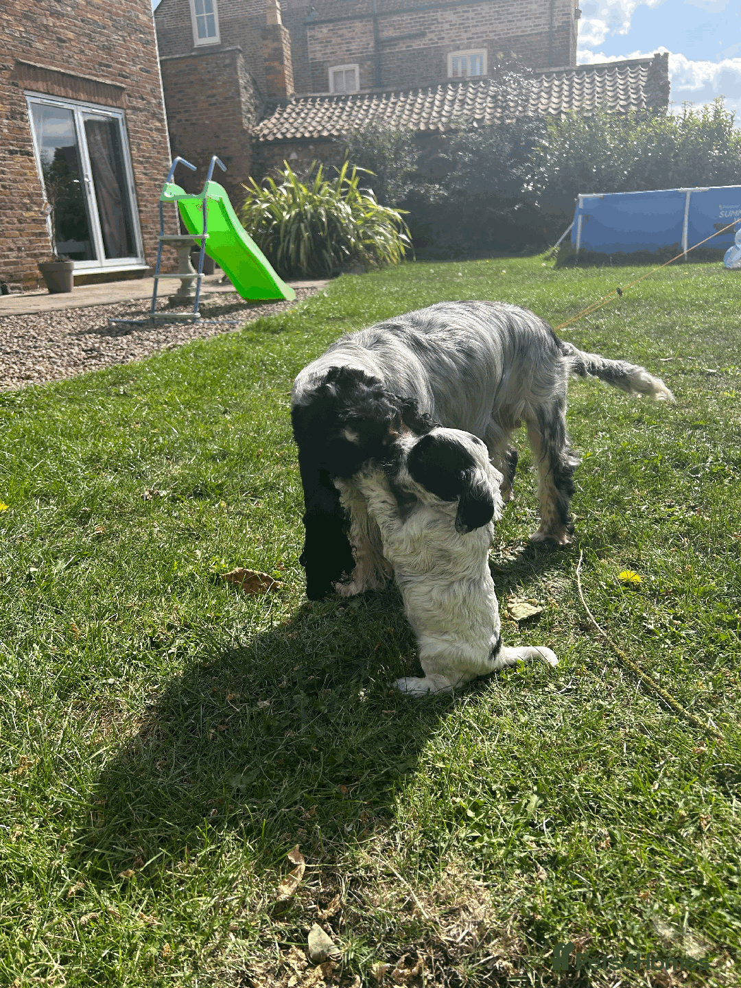 Cocker Spaniel dogs for sale: Cocker Spaniel Pups – From Lindridge Line  - Image 5