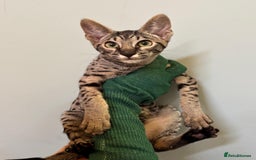 Savannah cats for sale: F9 brown & charcoal spotted savannah kittens - Image 16