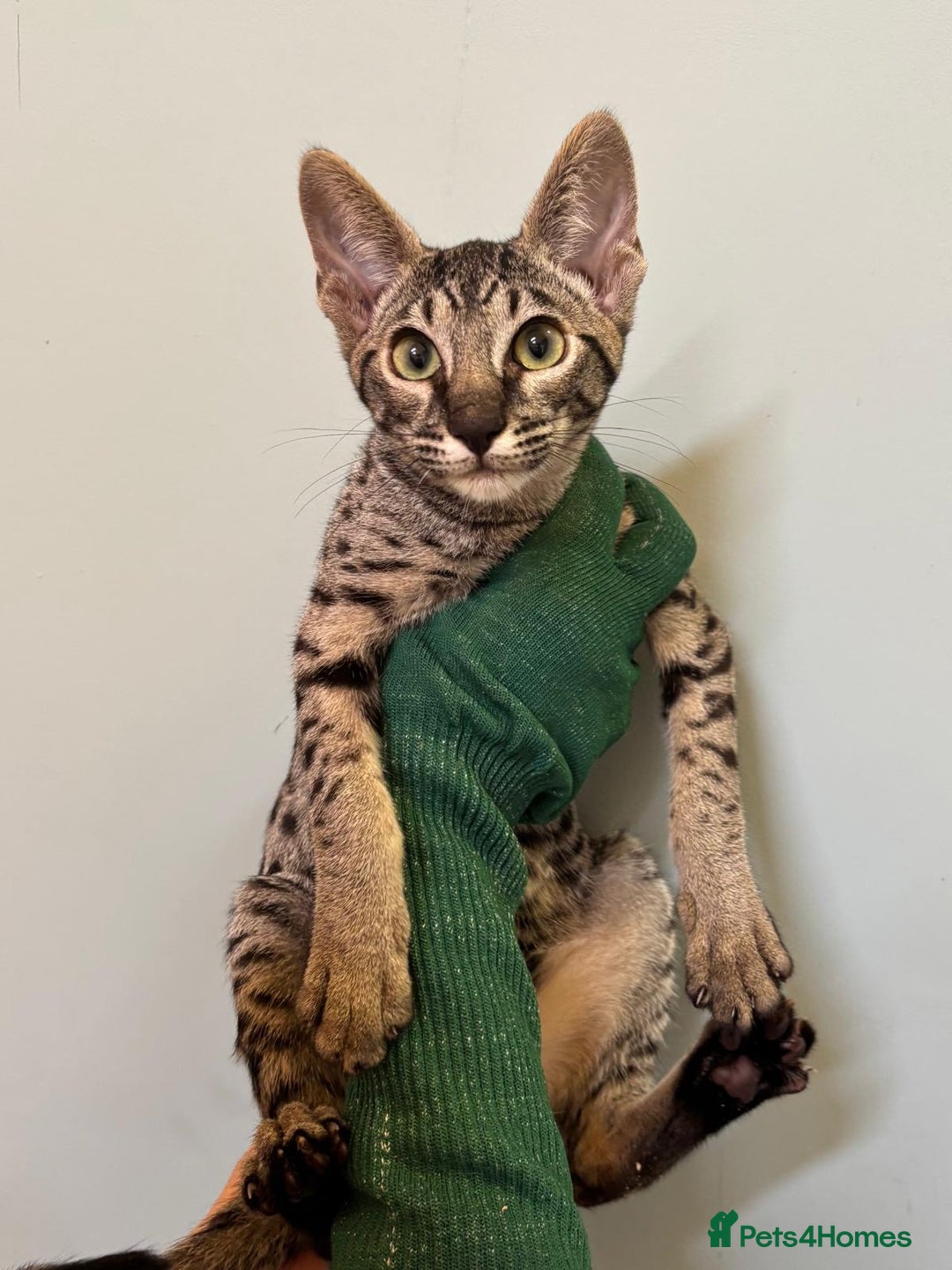 Savannah cats for sale: F9 brown & charcoal spotted savannah kittens - Image 16