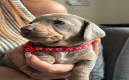 Miniature Dachshund dogs for sale: Kennel club registered dachshund puppys PRA clear  - Image 26