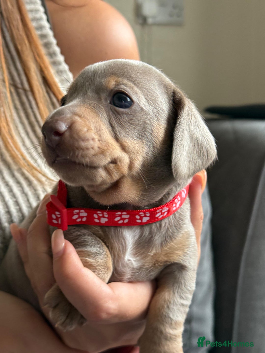 Miniature Dachshund dogs for sale: Kennel club registered dachshund puppys PRA clear  - Image 26
