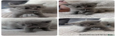 British Shorthair 2