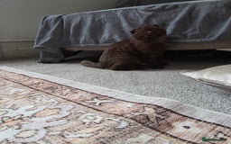 Scottish Fold cats for sale: Beautiful brown scottish fold - Image 2