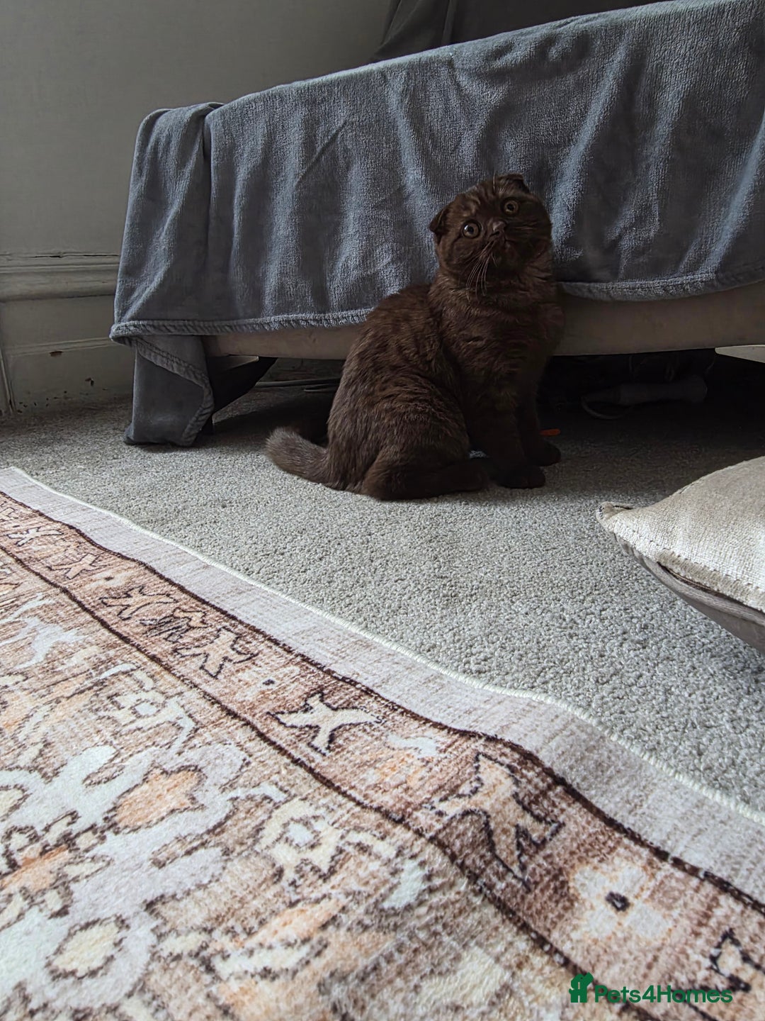 Scottish Fold cats for sale: Beautiful brown scottish fold - Image 2