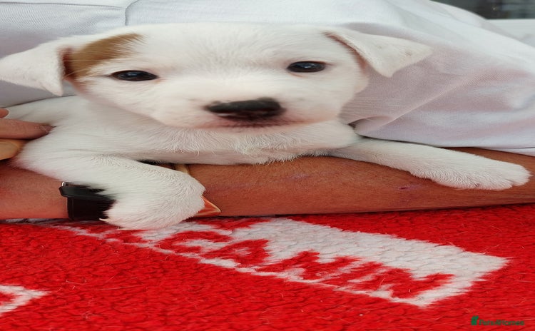 Parson Russell dogs Parson Russell Terrier Puppies for sale - Advert 1