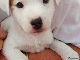 Parson Russell dogs Parson Russell Terrier Puppies for sale - Advert 3