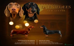 Dachshund dogs for sale: Waiting list now open - Image 1
