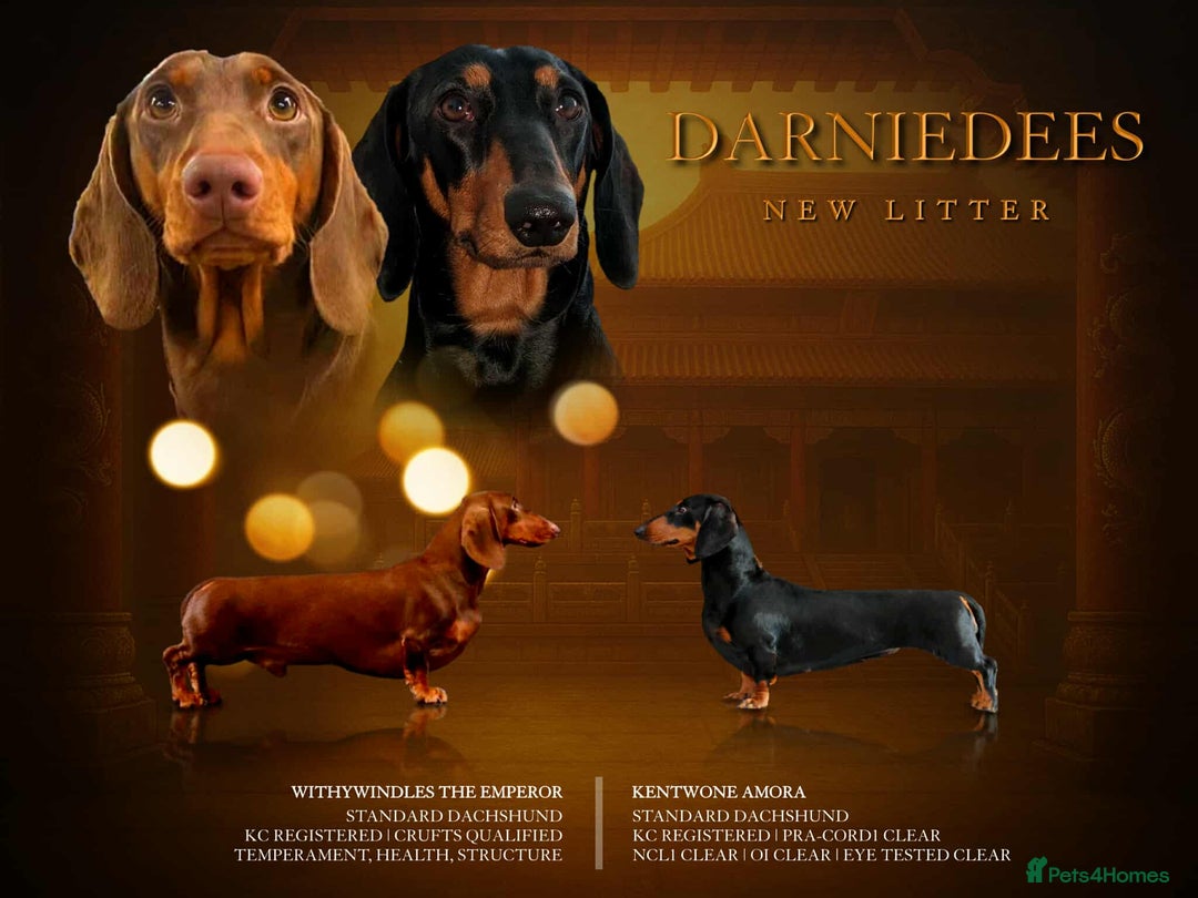 Dachshund dogs for sale: Waiting list now open - Image 1