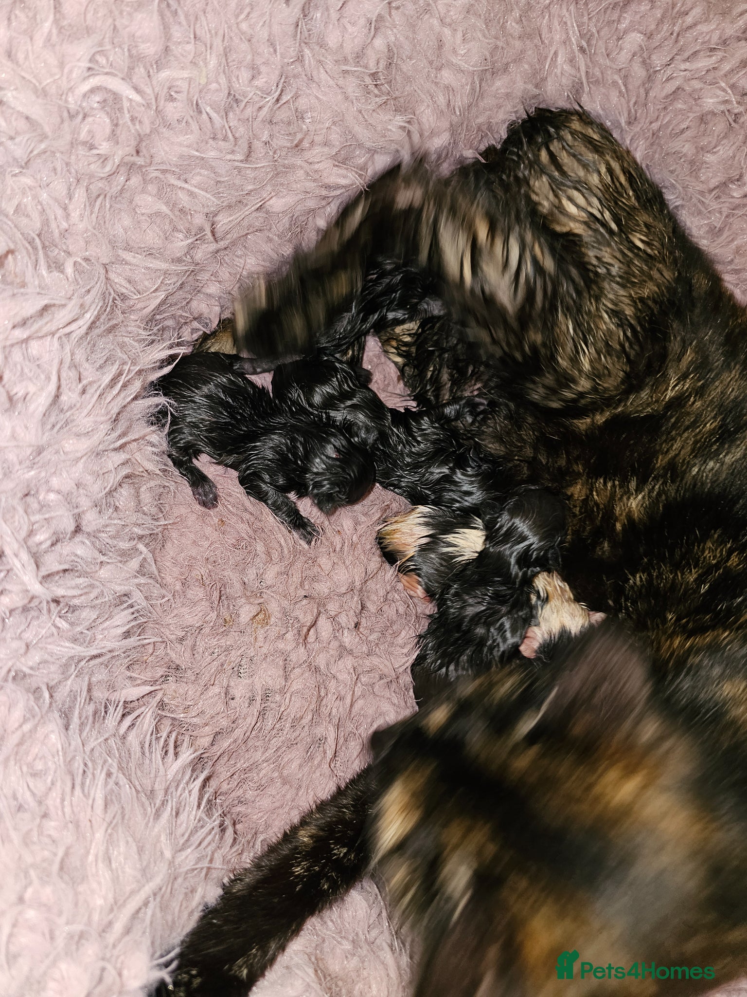 Mixed Breed cats 5 beautiful kittens - Advert 1