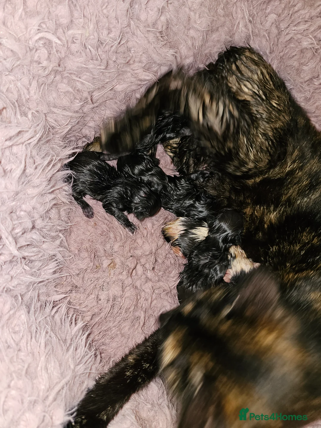 Mixed Breed cats for sale: 5 beautiful kittens in Worcester - Advert 1