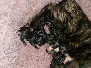 Mixed Breed cats 5 beautiful kittens - Advert 1