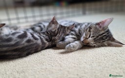 Bengal cats for sale: Bengal kittens. Absolutely beautiful!  - Image 14