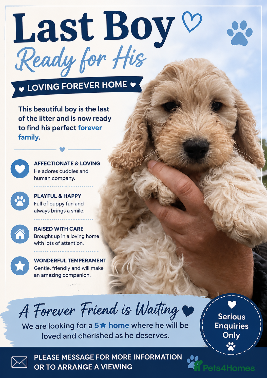 Cockapoo dogs Last boy Cockapoo F1 puppies for sale 🐶💙 - Advert 1