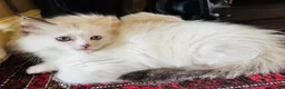 Ragdoll cats for sale: Ragdoll kittens  - Advert 17