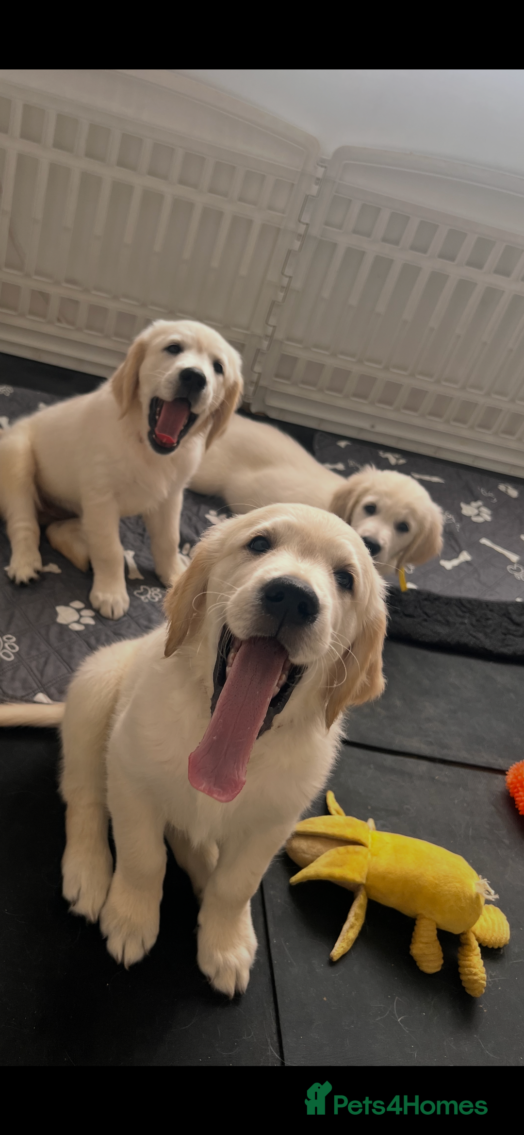 Golden Retriever dogs for sale: Only 2 left!Fully vaccinated !£1000 - Image 6