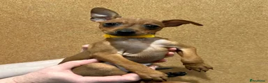 Miniature Pinscher 5