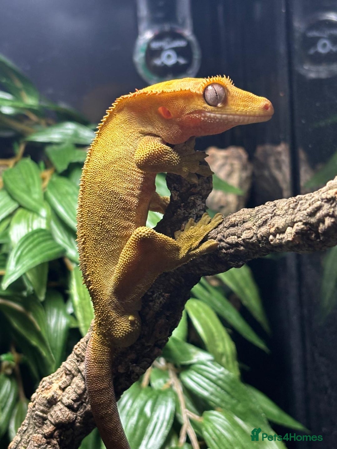 Gecko reptiles for sale: Crested Geckho - Advert 1