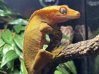 Gecko reptiles Crested Gecko - Advert 7