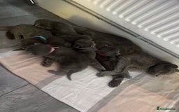 Mixed Breed cats for sale: Beautiful grey kittens  - Image 6