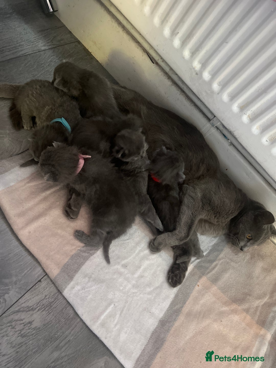 Mixed Breed cats for sale: Beautiful grey kittens  - Image 6