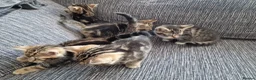 Mixed Breed cats for sale: Kittens ready to go in Birmingham - Advert 12