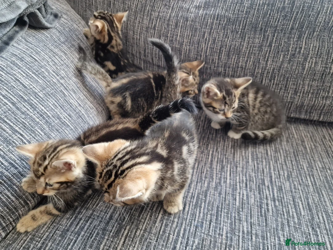 Mixed Breed cats for sale: Kittens ready to go in Birmingham - Advert 12