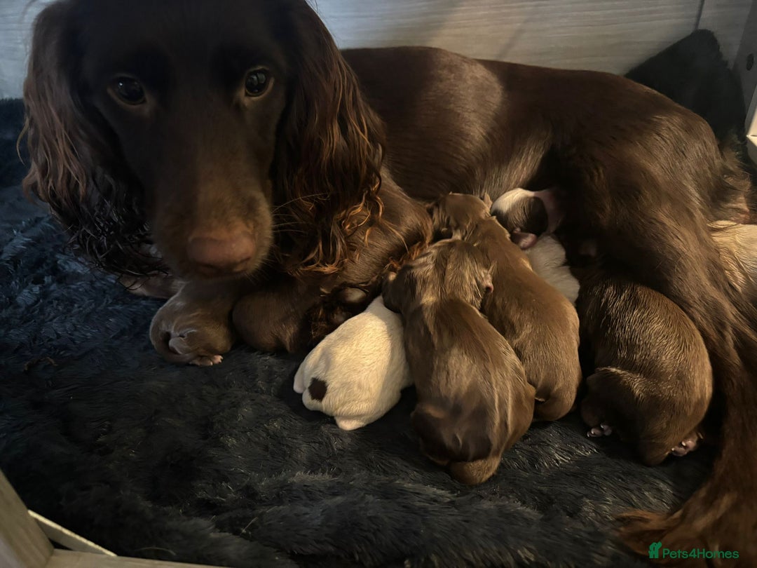 Cocker Spaniel dogs for sale: Litter of Cocker Spaniels ready for New Year - Advert 4