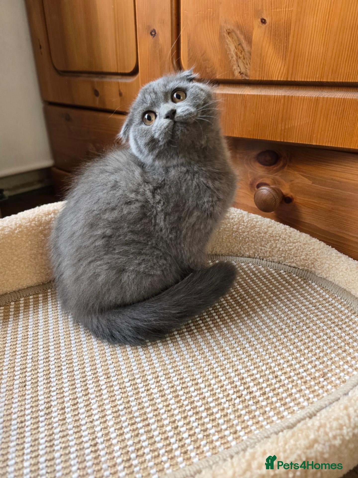 Scottish Fold cats scottish fold blue  - Advert 2