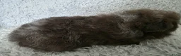 Guinea Pig rodents for sale: Swiss boys - Advert 6